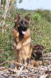 BERGER ALLEMAND 165
